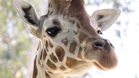 reticulated giraffe death